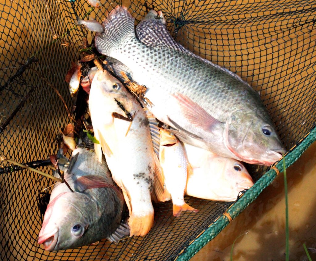 minas-gerais-e-o-terceiro-maior-produtor-nacional-de-tilapia