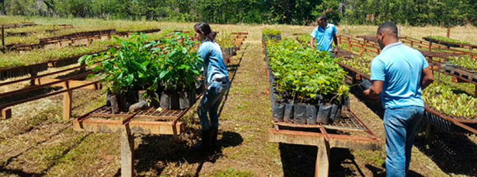 meio-ambiente-apresenta-avancos-do-programa-alianca-pela-restauracao