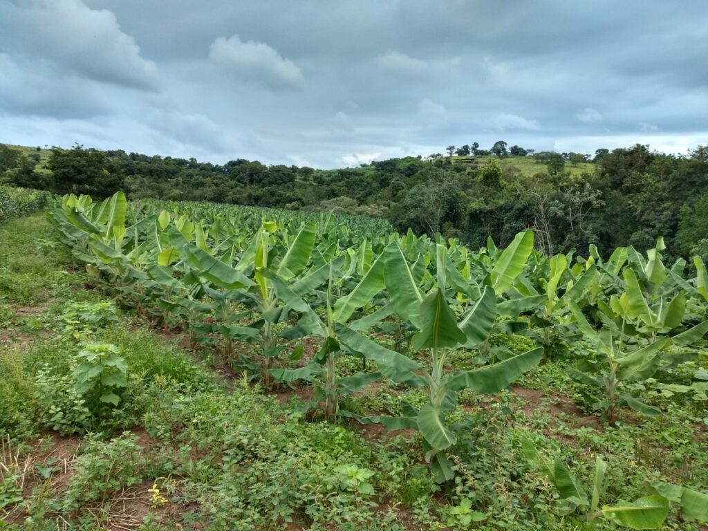 produtor-do-centro-oeste amplia-cultivo-de-bananas-com-apoio-da-emater-mg 
