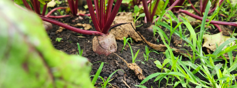 nova-cartilha-da-emater mostra-como-produzir-adubo-natural,-simples-e-barato