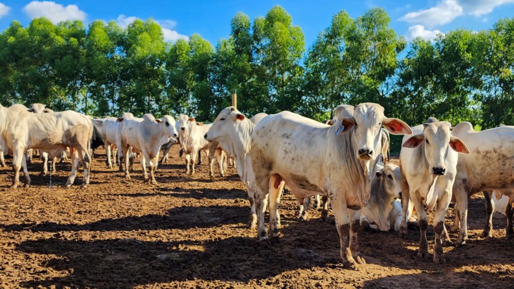 epamig-vai-avaliar-alternativas-para-reduzir-emissao-de-metano-na-pecuaria-bovina-  
