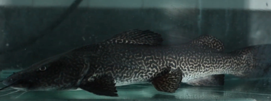 especie-rara-de-peixe-do-rio-doce-ganha-projeto-com-acoes-para conservacao-no-espinhaco-mineiro 