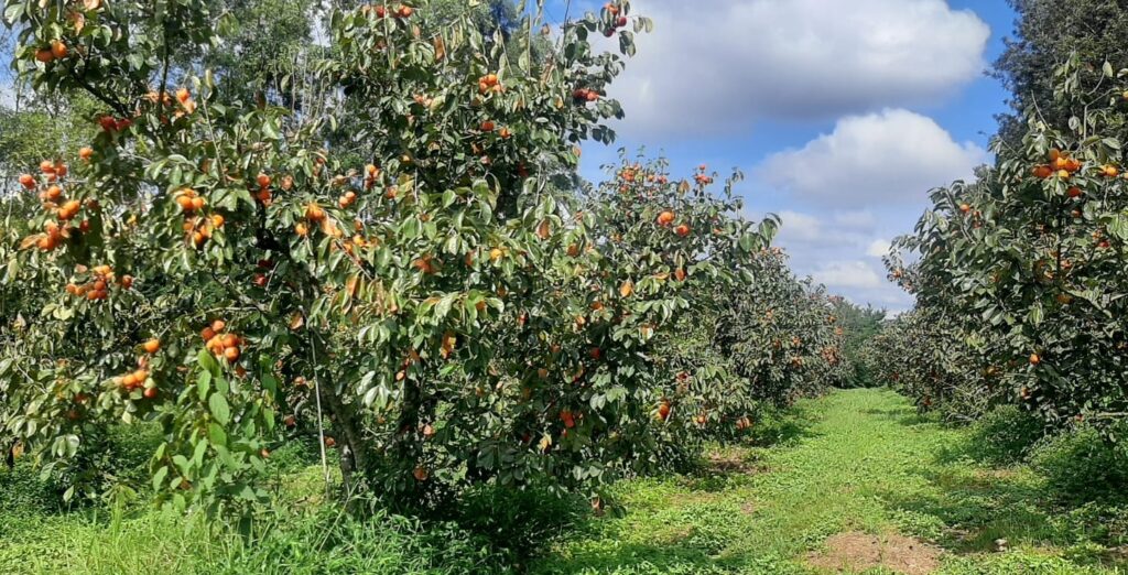 emater-mg-apoia-producao-de-caqui-em-turvolandia,-maior-polo-da-fruta-em-minas gerais