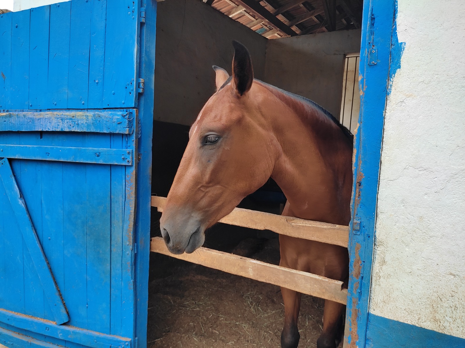 ima-reforca-importancia-da-vacinacao-de-animais-contra-a-raiva,-zoonose-letal-e-sem-cura 