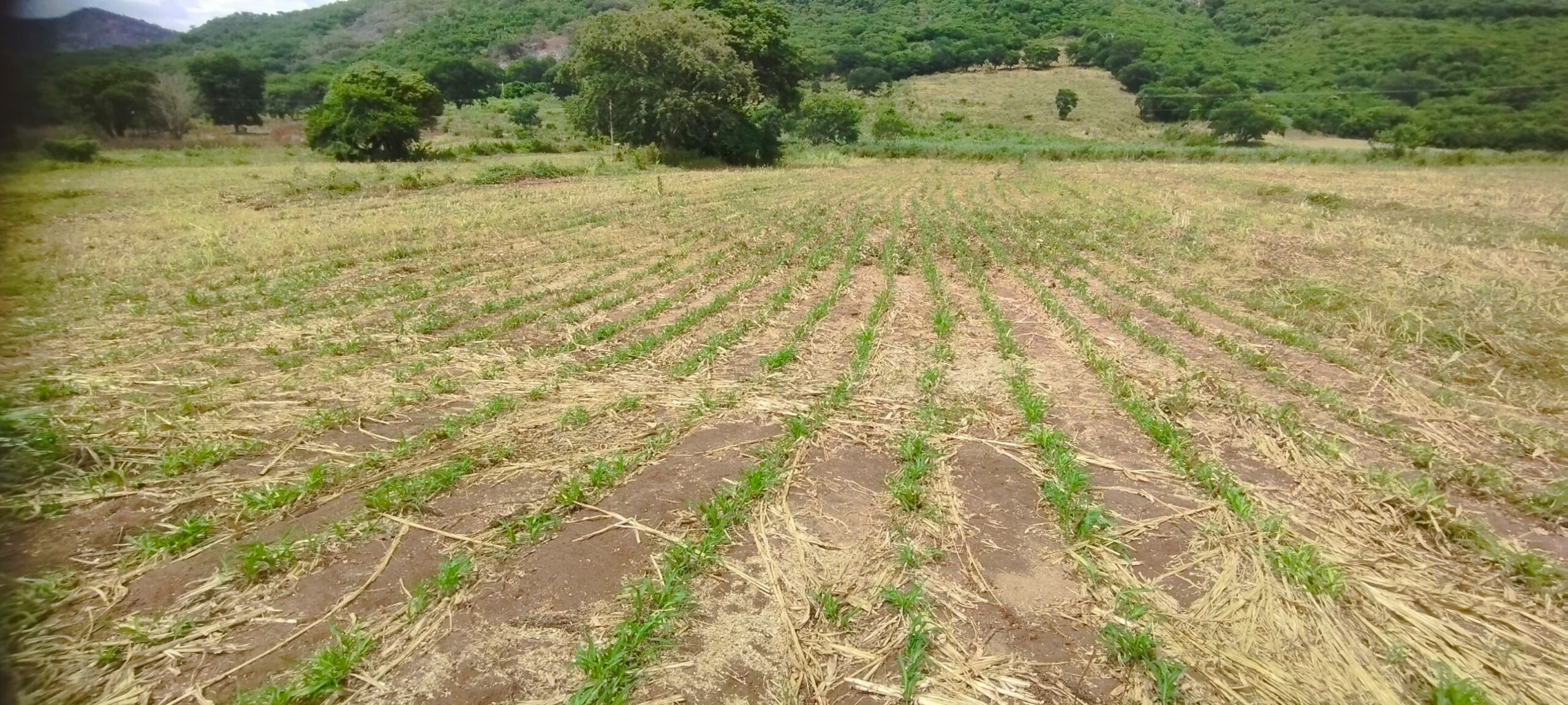 tecnica-de-alimentacao-transforma-a-pecuaria-leiteira-no-vale-do-jequitinhonha 