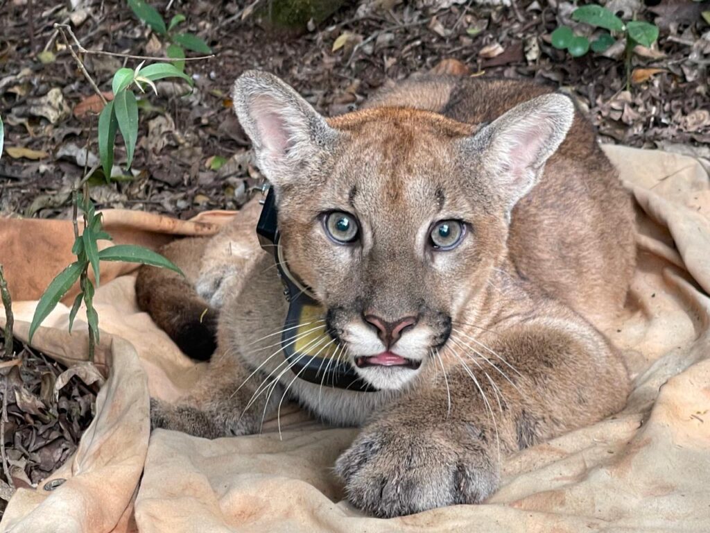 onca-parda-e-encontrada-no-parque-estadual-da-serra-do-rola-moca,-na-grande-bh