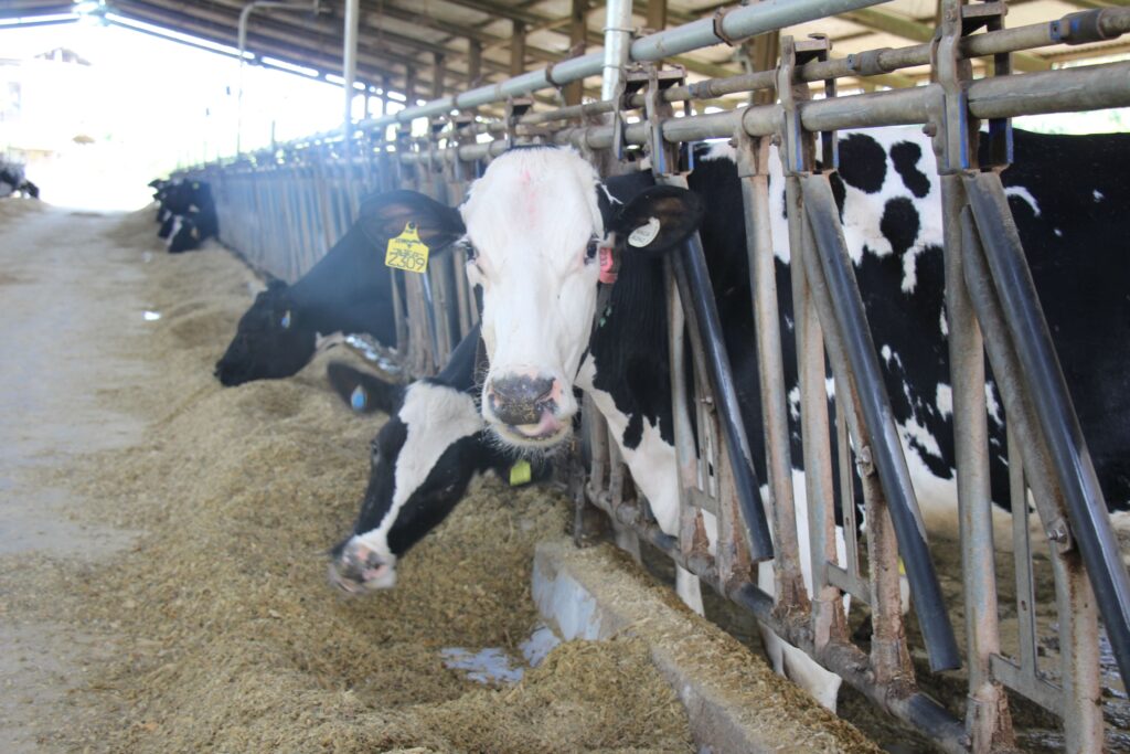 pesquisa-mineira-avanca-em-alternativas-para-mitigar-gases-de-efeito-estufa-na-agropecuaria