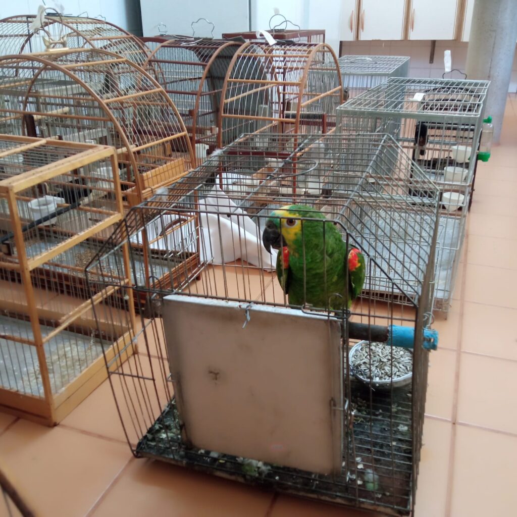 aves-silvestres-resgatadas-no-noroeste-de-minas-serao-devolvidas-a-natureza-apos-reabilitacao