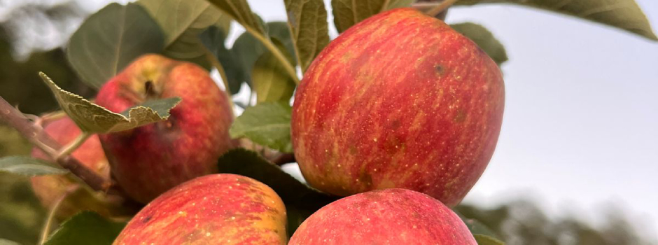 area-plantada-com-macas-no-sul-de-minas-deve-crescer-mais-de-40%-este-ano