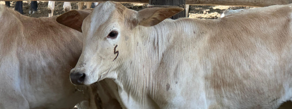 primeira-etapa-de-vacinacao-contra-brucelose-de-2025-termina-dia-30/6 em-minas-gerais