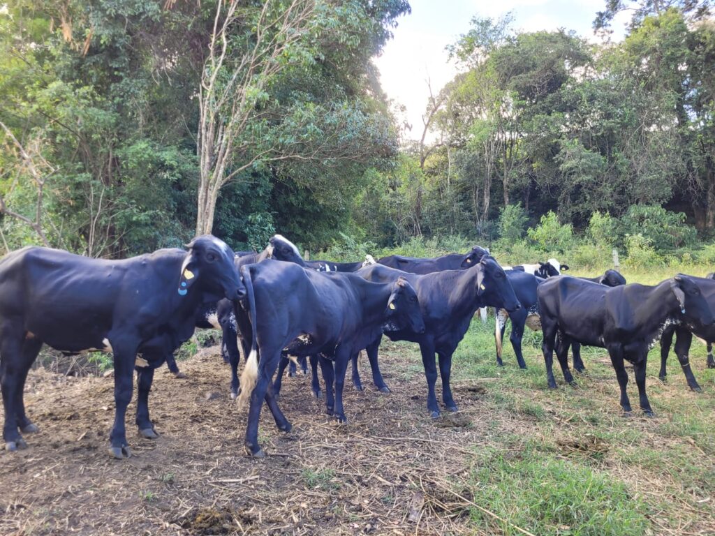 parceria leva-melhoria-genetica-de-gados-para pecuaristas-do-sul-de-minas