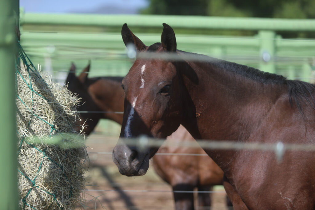 laboratorio-da-epamig-oferece-teste-carrapaticida-gratuito-em-minas-gerais