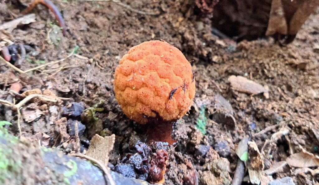 planta-parasita-rara-encontrada-em-maria-da-fe-e-depositada-em herbario-da-epamig