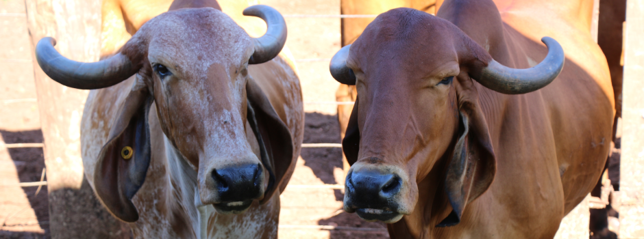 touros-com-genetica-epamig-impulsionam-producao-de-leite-pelo-brasil