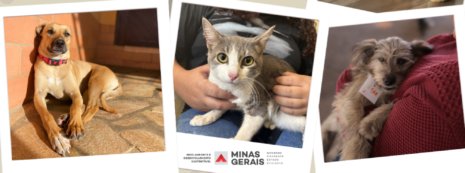 agosto-caramelo:-minas-gerais-reforca-luta-contra-abandono-e-maus-tratos-de-animais