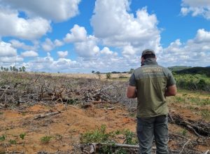 operacao-da-semad-flagra-desmatamento-ilegal-em-118-hectares-na-regiao-do-alto-sao-francisco 