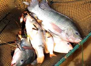 minas-gerais-e-o-terceiro-maior-produtor-nacional-de-tilapia
