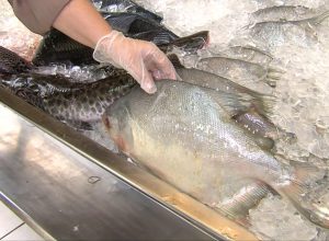 emater-mg-orienta-consumidores-sobre-compra-segura-de-peixes-durante-a-semana-santa 