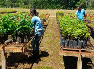 meio-ambiente-apresenta-avancos-do-programa-alianca-pela-restauracao