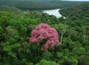 governo-de-minas-abre-vagas-para-nova-edicao-do-curso-gratuito-de-educacao-ambiental 