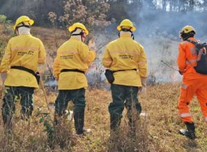 corpo-de-bombeiros-abre-280-vagas-temporarias-para-brigadistas-florestais