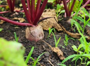nova-cartilha-da-emater mostra-como-produzir-adubo-natural,-simples-e-barato