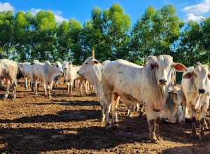 epamig-vai-avaliar-alternativas-para-reduzir-emissao-de-metano-na-pecuaria-bovina-  