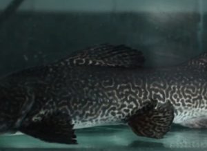 especie-rara-de-peixe-do-rio-doce-ganha-projeto-com-acoes-para conservacao-no-espinhaco-mineiro 