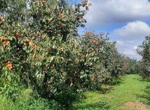 emater-mg-apoia-producao-de-caqui-em-turvolandia,-maior-polo-da-fruta-em-minas gerais