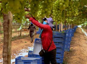 caminhos-da-reportagem:-vale-do-sao-francisco,-o-sertao-tecnologico