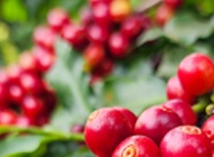 exportacoes-do-agronegocio-mineiro-crescem-18%-no-primeiro-semestre