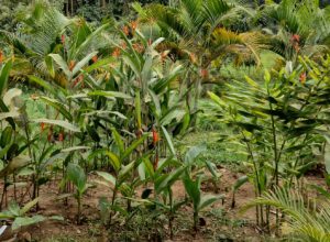 moradores-da-zona-da-mata-sao-beneficiados-com-solucao-sustentavel-para-esgotamento-sanitario