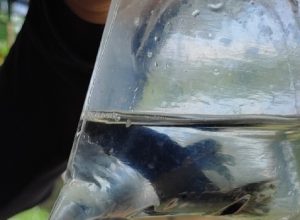 setor-de-peixes-ornamentais-em-minas-gerais-pode-ganhar-certificacao-inedita-no-pais