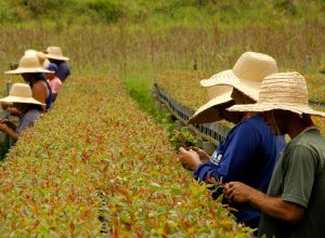 estudantes-de-minas-se-preparam-para-etapa-estadual-da-6a-conferencia-pelo-meio-ambiente