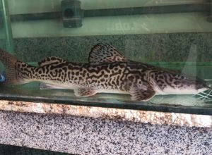 projeto-surubim-do-doce-ganha-manual-para-orientar-acoes-de-preservacao