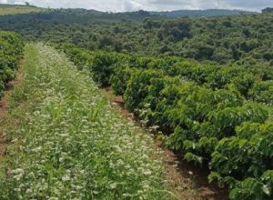 mulheres-no-sul-de-minas-se-destacam-na-cafeicultura