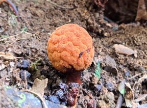 planta-parasita-rara-encontrada-em-maria-da-fe-e-depositada-em herbario-da-epamig