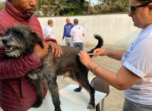 minas-gerais-da-inicio-a-campanha-de-vacinacao-contra-a-raiva-em-caes-e-gatos   