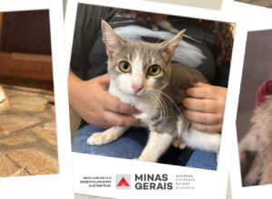 agosto-caramelo:-minas-gerais-reforca-luta-contra-abandono-e-maus-tratos-de-animais