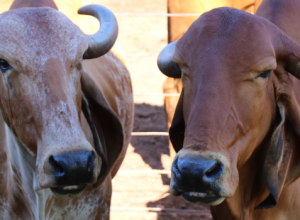 touros-com-genetica-epamig-impulsionam-producao-de-leite-pelo-brasil